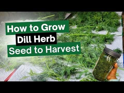 How to Grow Dill Easy Step-by-Step: Seed Starting to Harvest
