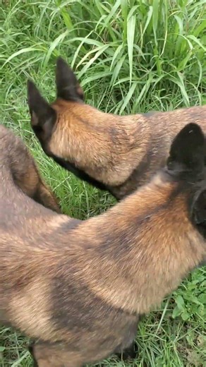 #animals #live #shortvideo #malinois #motivation #viral #puppy #funny