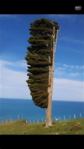 Slope Point Explained | Why trees don't grow straight here | #arqfacts #shortvideo #shorts