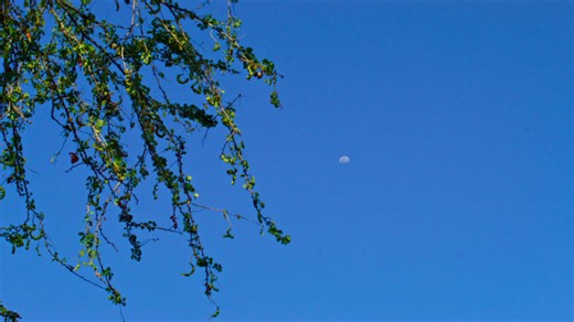 The tree branches gently moving with the wind over a clear blue sky and the moon at daytime - Free Stock Video
