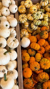 Uncover Alabama | Isom’s Orchard - Limestone County Isom’s Orchard has been a family run farm for generations. This is the perfect place the visit in both the summer & fall. #bouquet #zinnias #orchard #uncoveralabama | Uncover Alabama