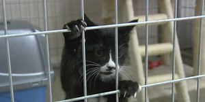 West Virginians weigh in on declawing ban