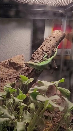 Lizard love 🦎 #aquarium #terrarium #asmr #lizard #anole #fortnite #pokemon #diy