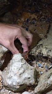 This Crawfish is in desperate need of Help! | Man River