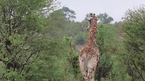 660K views · 4.5K reactions | Giraffe with lesions caused by papillomavirus. It's said that the virus wouldn't kill the giraffe but sores are sometimes itchy #wild #leo #story #lions #wildlife #nature #animals #amazing #viral | African Bush Kingdom | Facebook