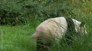 Giant Panda male running away from danger in slow-motion 4k.