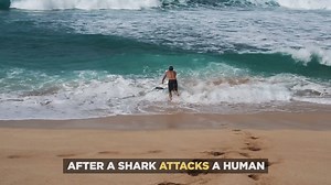 206K views · 373 shares | FIN FOR A FIN unites surfers and sharks to spread the message of conservation. #SaveSharks | Shark Week | Facebook