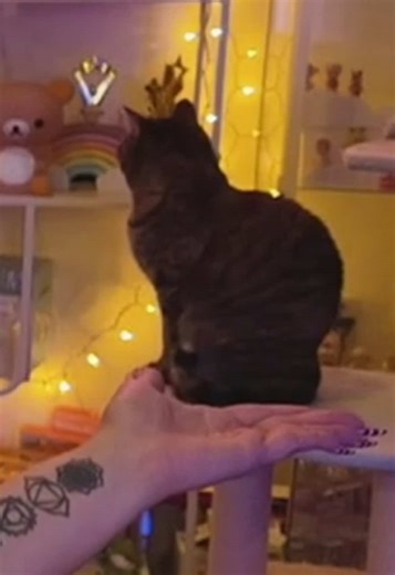 lady #vanillamace #vanillamaceclip #fyp | vanilla