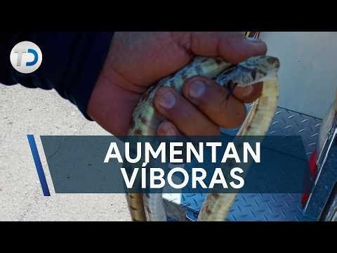 Extreme Heat Triggers Snake and Tarantula Sightings