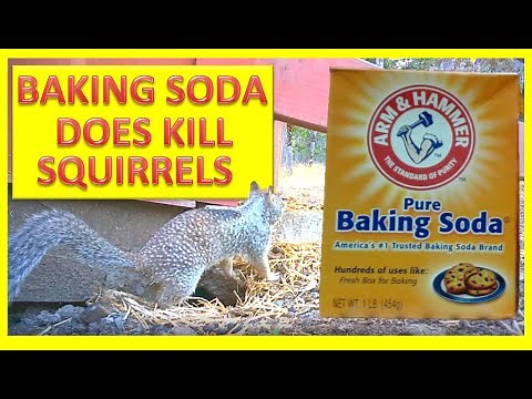 BAKING SODA DOES KILL SQUIRRELS (This Squirrel Killed all my chicks and turkey chicks.)