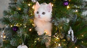 white cat kitten plays on the christmas tree with christmas decorations and lights christmas concept. High quality 4k footage