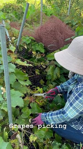 Grapes picking #grapes #pickingfruit #reelsfypシ #reelsviral #fruits #arigato #buhayjapan #japan #garden | Pinay farmer in Hokkaido Japan