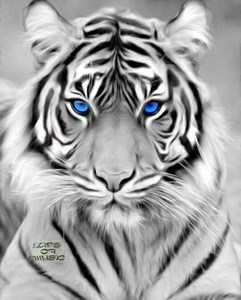 Eye of the Tiger Survivor | Laps of music