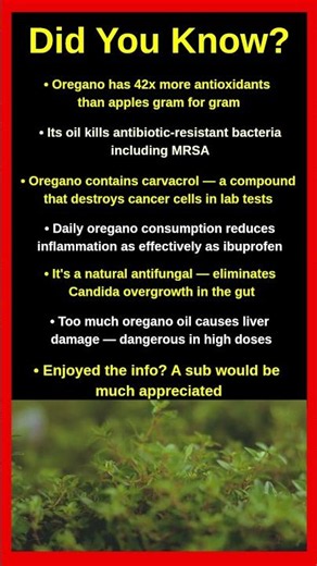 Shocking Facts About Oregano That Will Change Everything 🌿😱