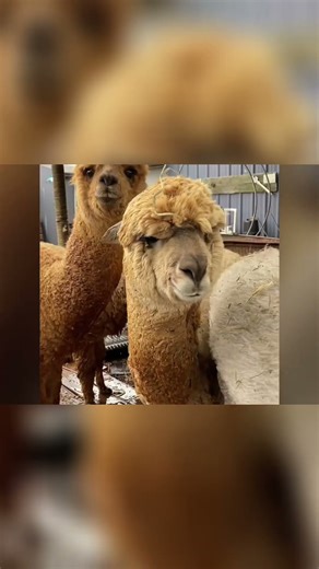 Alpaca's Ultimate Day: Wash, Walk, and Grazing Fun! #shorts