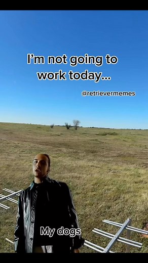 You are!! 🤣🤣 #retrievertraining | Retriever Memes