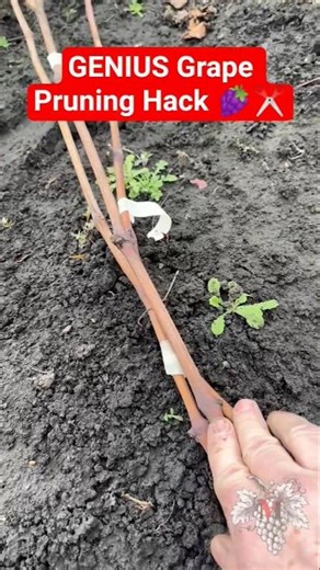 GENIUS Grape Pruning Hack 🍇✂️ Saves Time & Effort! #shorts #grapepruning #grapehack #vinecare #top