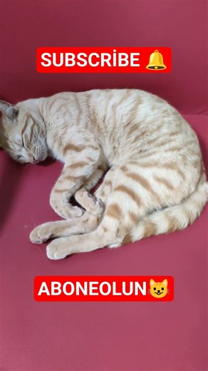 Look at this sleeping beauty, how sweet and beautiful she is! A blonde #turkishcat #cute #cats #cat