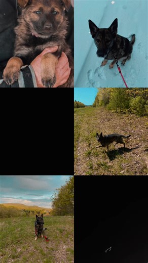 Before Zara, there was Amara. The best dog I’ve had in my life. Comfort, protection and unconditional love. Little Zara will have big “paws” to fill but I have no doubt that she’s being guided by her predecessor! #germanshepherd #servicedog #dogsoftiktok #puppy #loss