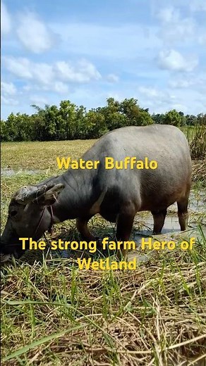 Water Buffalo | The Strong Farm Hero of Wetlands