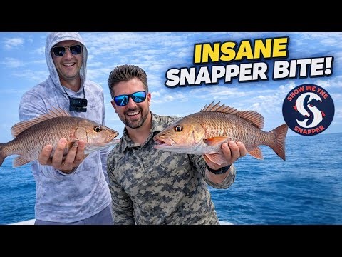 INSANE Mangrove Snapper Bite Offshore with Show Me The Snapper