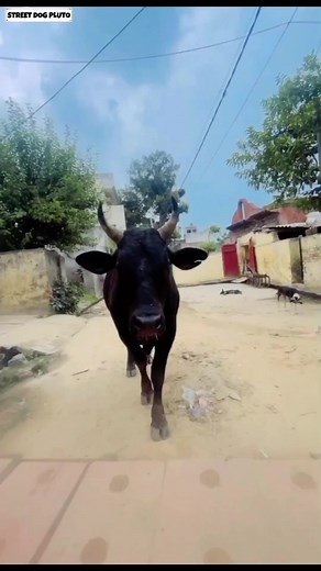 Pluto Playing in the Rain Street Dog Pluto #shorts #minivlog #dog #rain #talkingdog #dogwhisperer #k9love #gotchaday #rainbowbridge #streetdogpluto #streetdog | Street Dog Pluto