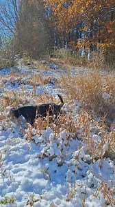 First snow of the year and Gus passed his cap gun intro. | Second Chance Bird Dogs