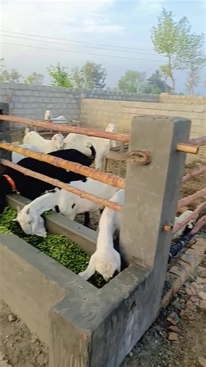 Exploring the Passion of Cattle Farming