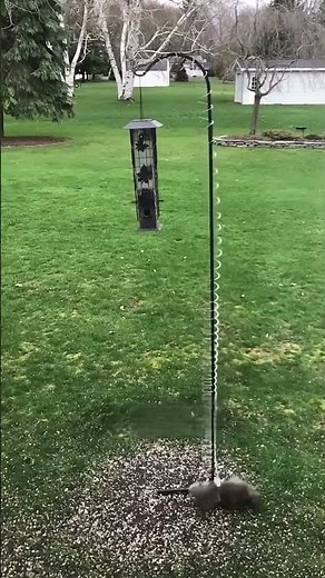 The Ultimate Anti-Squirrel Feeder!