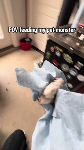 POV: Feeding Travis the Tegu Pet Monster