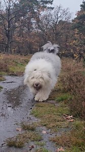 1.2K views · 103 reactions | #oldenglishsheepdog | Old English Sheepdog | Facebook