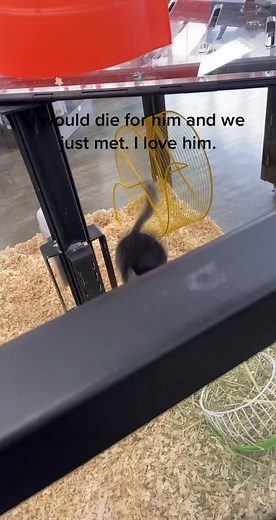 Cuddling with My Adorable Chinchilla Forever