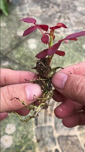 How to grow roses from seeds