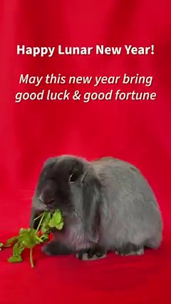 Lunar New Year marks the start of new beginnings. 2023 is the Year of the Rabbit - let’s embrace the longevity, peace, and prosperity that surrounds it. 🐰✨ | Walgreens