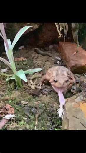 Toad eating cricket