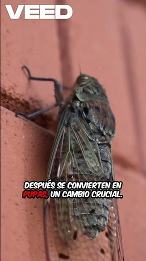 ¿Cuánto VIVE una MOSCA? 🦟 (Ciclo de vida de las moscas)