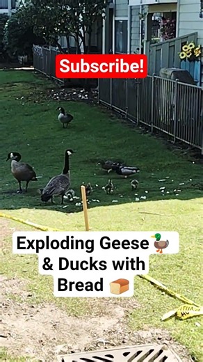 Exploding Geese and Ducks with Bread
