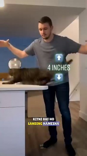 How the cat lands on their feet #science #sciencefacts | Galaxyverse E