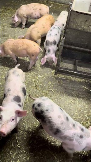 These are our jobs outside the farm.👍🐷
