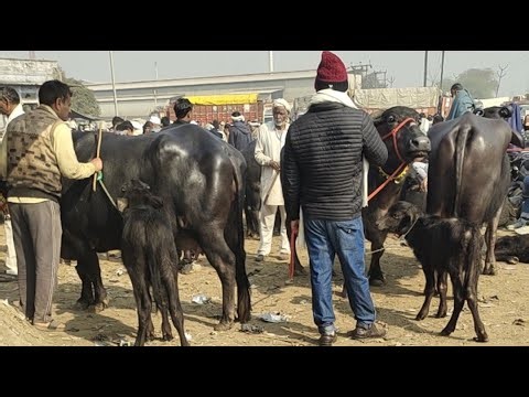 SARDHANA MADHAYI pashu mandi se live 🐃