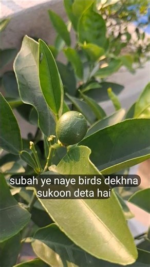 “Terrace Garden Lemon Tree Full of Fruits”#trending #nature
