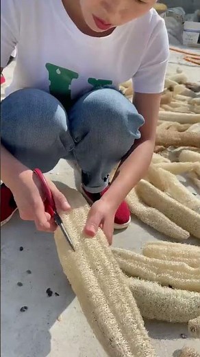 From Street tu Kitchen: Full Luffa Harvesting and Traditional Processing Method Taseall