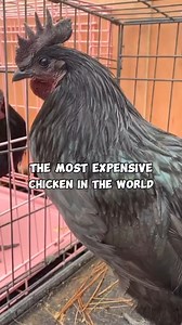 Ayam Cemani, the most expensive chicken in the world. #ayamcemani #chicken #expensive | DabarkadzTv