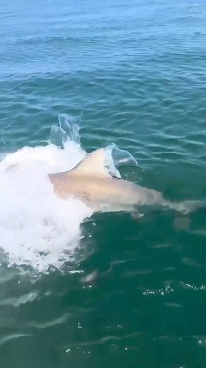 🩸 Shark Shows Up Out of NOWHERE 😳🤯 The return of the taxman 🎥 Insane footage by @the10.05experience 🎬 Creative Edit : Paradise Fishing #paradisefishing #fishing #shark | Paradise Fishing