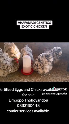 Fertilized Eggs and Day-Old Chicks for Sale in Limpopo