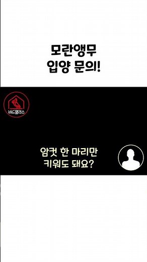 모란 입양 문의! #앵무새키우기 #앵무새 #반려동물 #동물