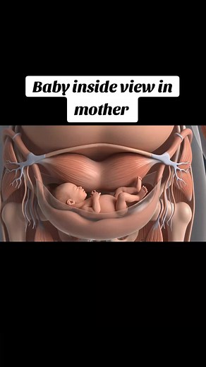 Inside the Womb: A Baby's Development Journey