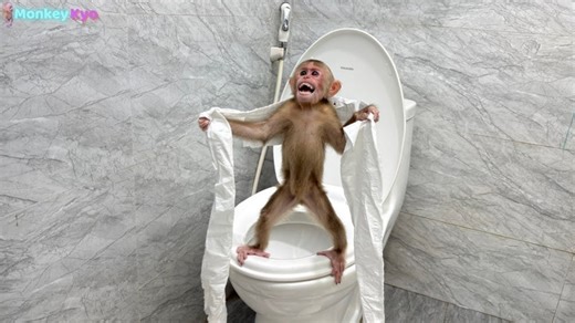 2.7K views · 75 reactions | OMG Monkey Kyo doesn't know how to use toilet paper after pooping | Monkey Daily | Facebook