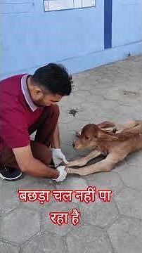 Bilateral fetlock knuckling in cow calf l Congenital deformity in cow calf #Dr Mandloi#