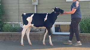 Lot #127 - BLONDIN ENERGY DIABOLIC Spring Calf / Génisse printemps | Ferme Blondin